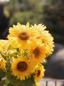 Sunflower season